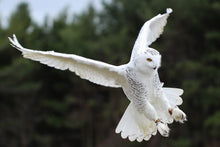 Load image into Gallery viewer, Snowy Owl Chiffon Scarve
